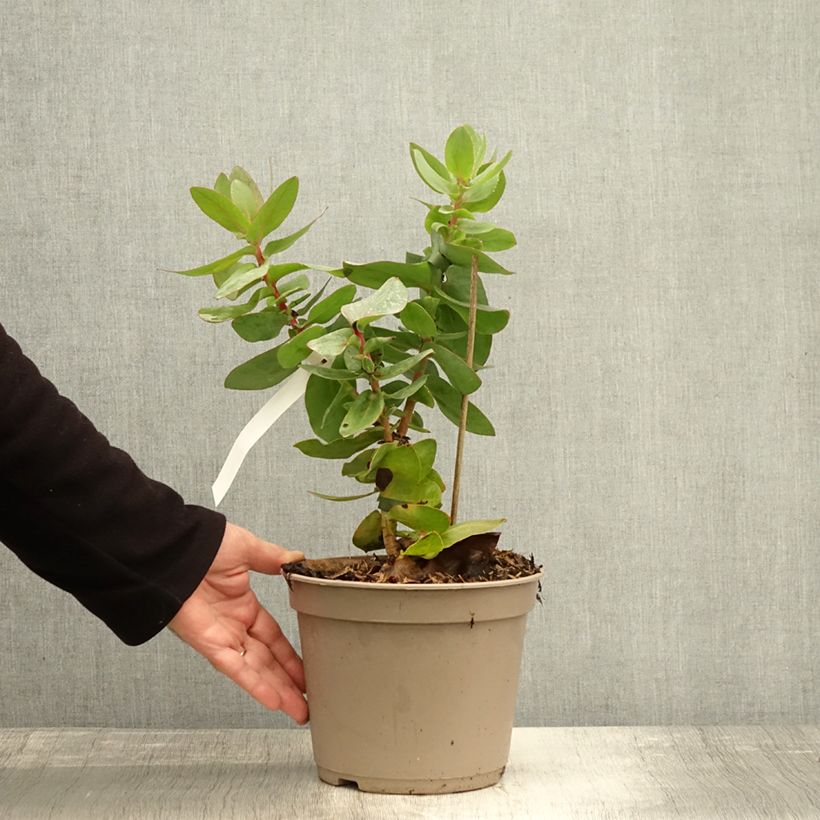 Amostra de Protea magnifica - Protée magnifique, Reine Protée Pot de 3L/4L tal como entregue no outono