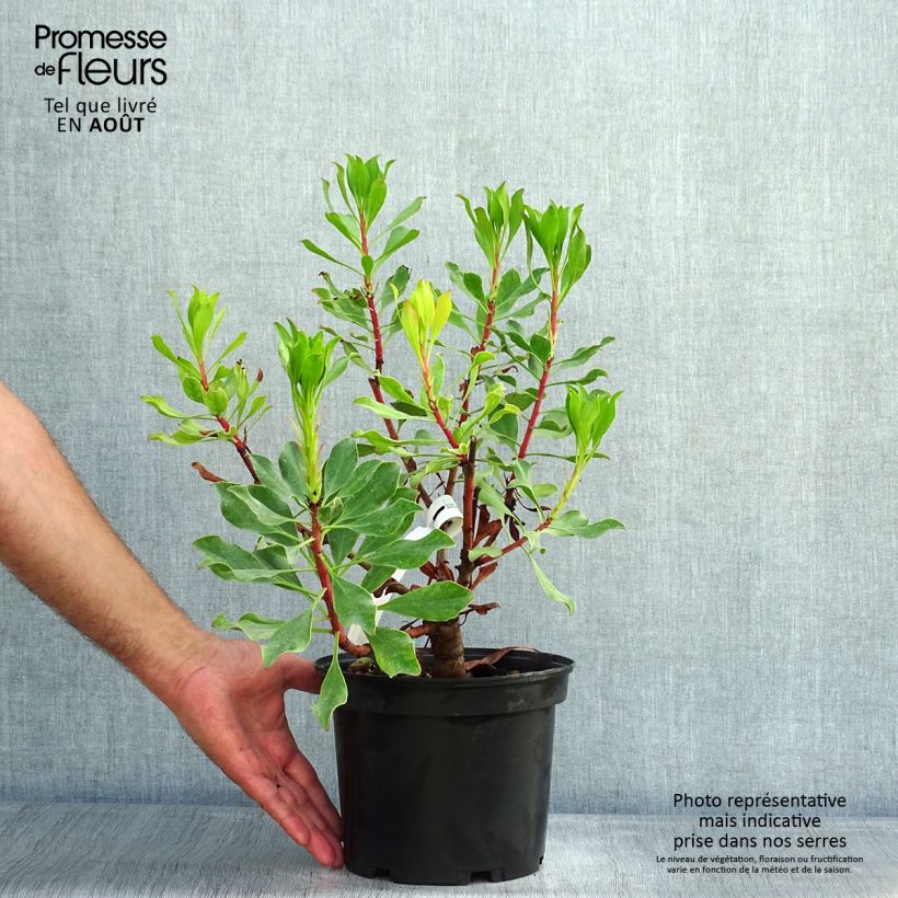 Amostra de Protea Pink Crown Vaso de 4 L/5 L tal como entregue no verão