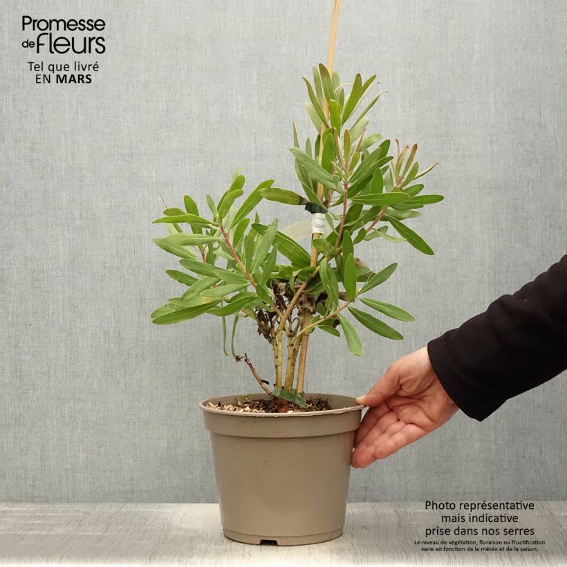 Amostra de Protea Pink Ice Vaso de 4 L/5 L tal como entregue na primavera