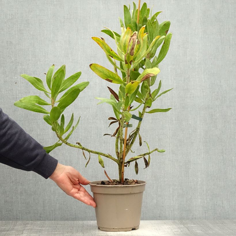 Amostra de Protea Susara - Protée hybride Pot de 4L/5L tal como entregue na primavera