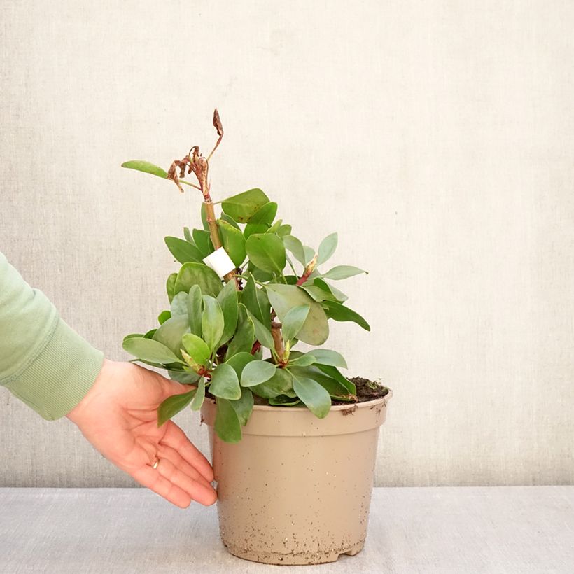 Amostra de Protea cynaroides Vaso de 4 L/5 L tal como entregue no inverno