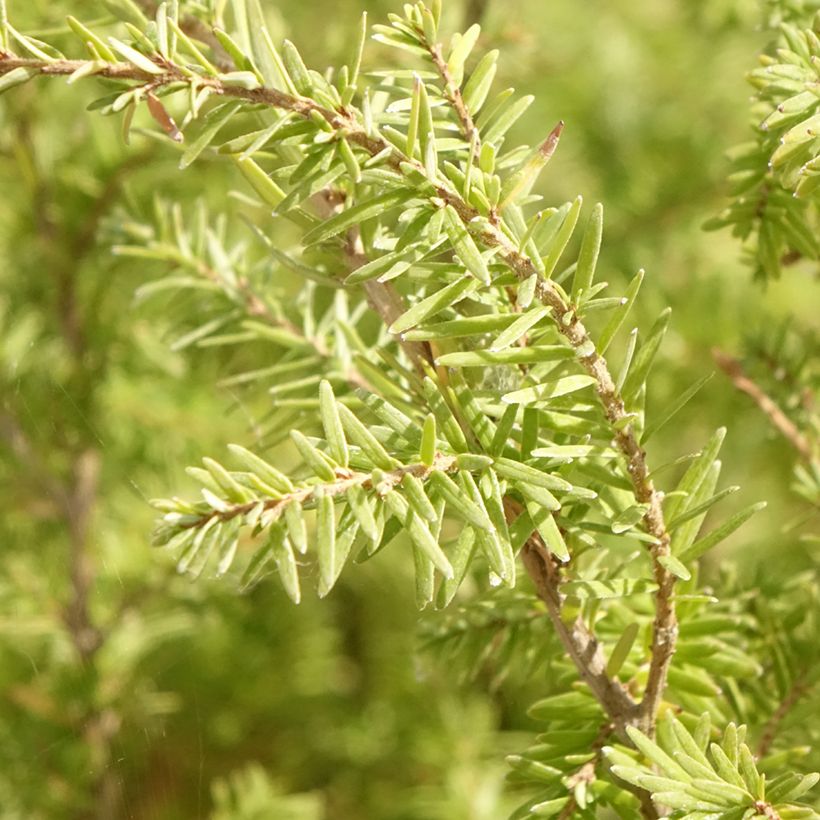 Tsuga heterophylla - Cicuta-do-ocidente (Folhagem)