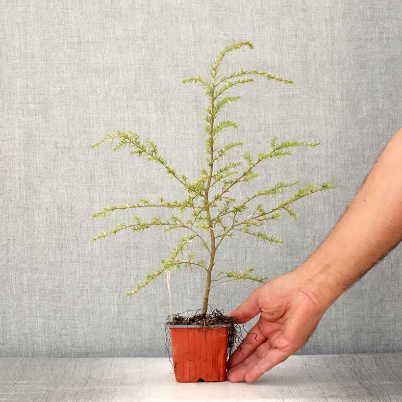 Amostra de Tsuga heterophylla - Cicuta-do-ocidente Vaso de 8/9 cm tal como entregue no verão