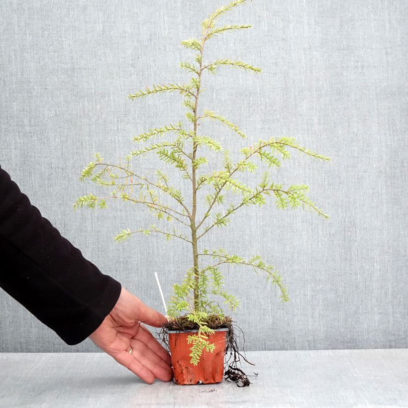 Amostra de Tsuga heterophylla - Cicuta-do-ocidente Vaso de 8/9 cm tal como entregue na primavera