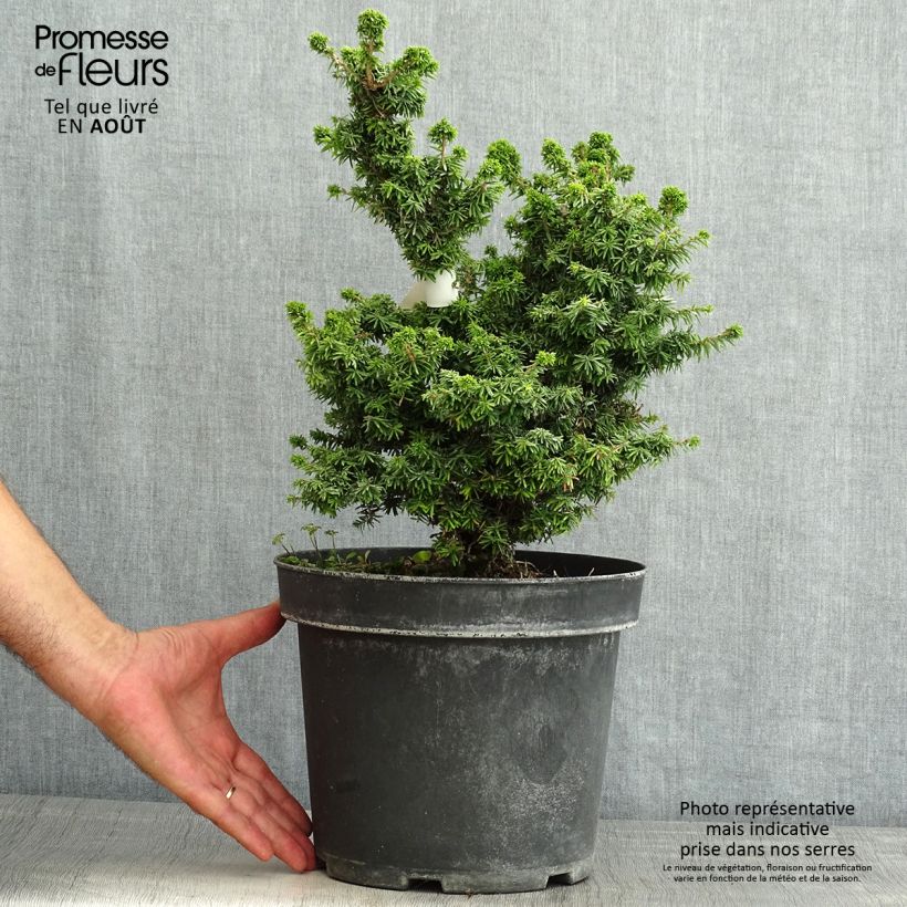 Amostra de Tsuga canadensis Jervis Vaso de 7,5 L/10 L tal como entregue no verão