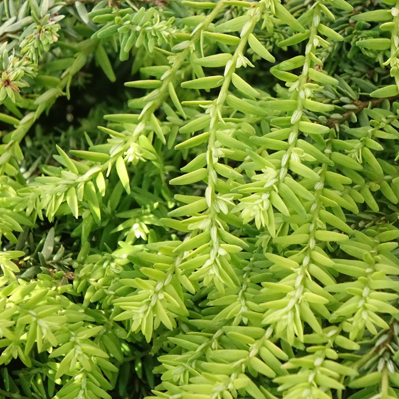 Tsuga canadensis Nana (Folhagem)