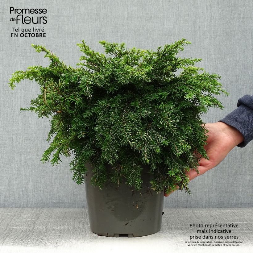 Amostra de Tsuga canadensis Nana Vaso de 3 L/4 L tal como entregue no outono