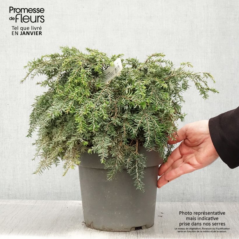 Amostra de Pruche du Canada - Tsuga canadensis Nana Vaso de 3 L/4 L tal como entregue no inverno