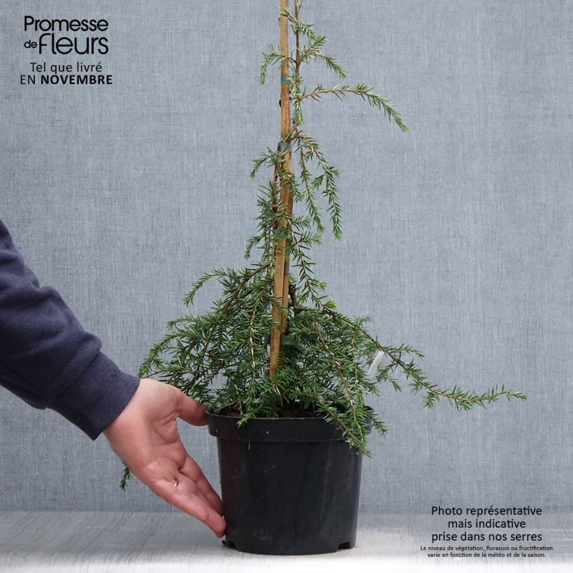 Amostra de Tsuga canadensis Pendula Vaso de 2 L/3 L tal como entregue no outono