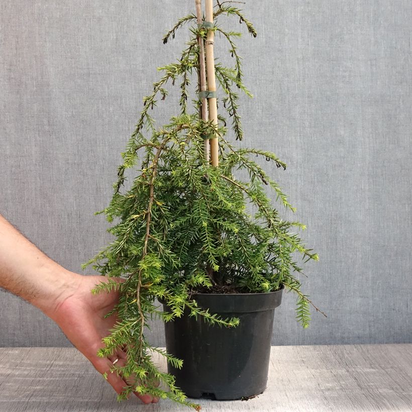 Amostra de Tsuga canadensis Pendula Vaso de 2 L/3 L tal como entregue no verão