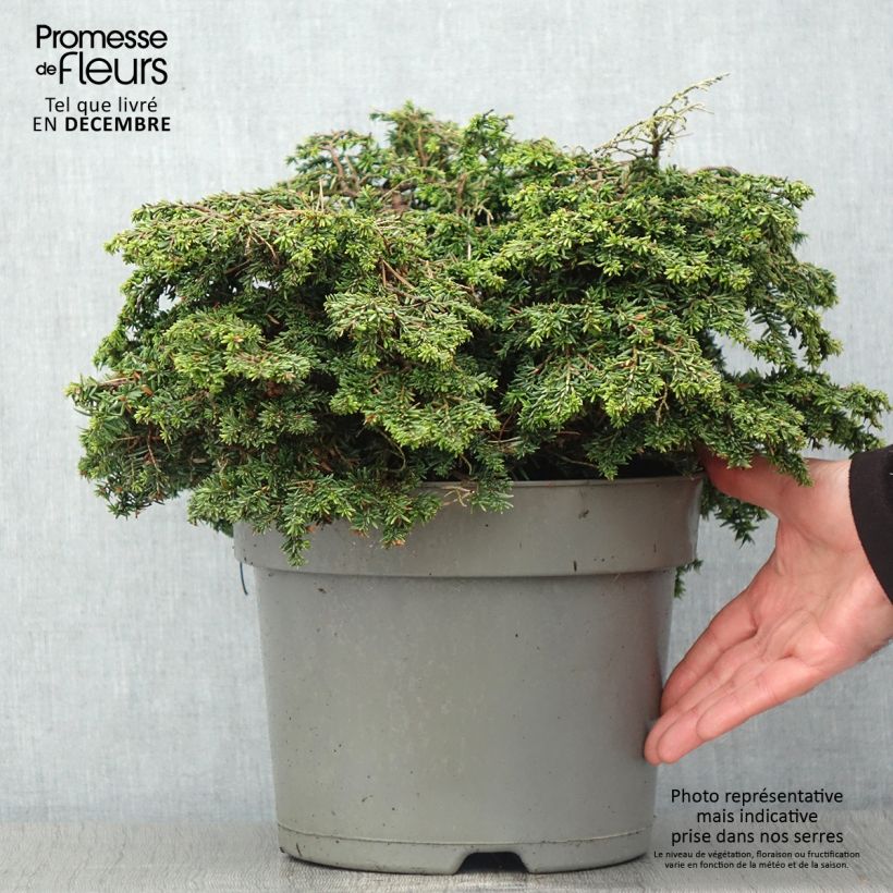 Amostra de Tsuga canadensis Popeleski Vaso de 7,5 L/10 L tal como entregue no outono