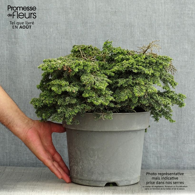Amostra de Tsuga canadensis Popeleski Vaso de 7,5 L/10 L tal como entregue no verão