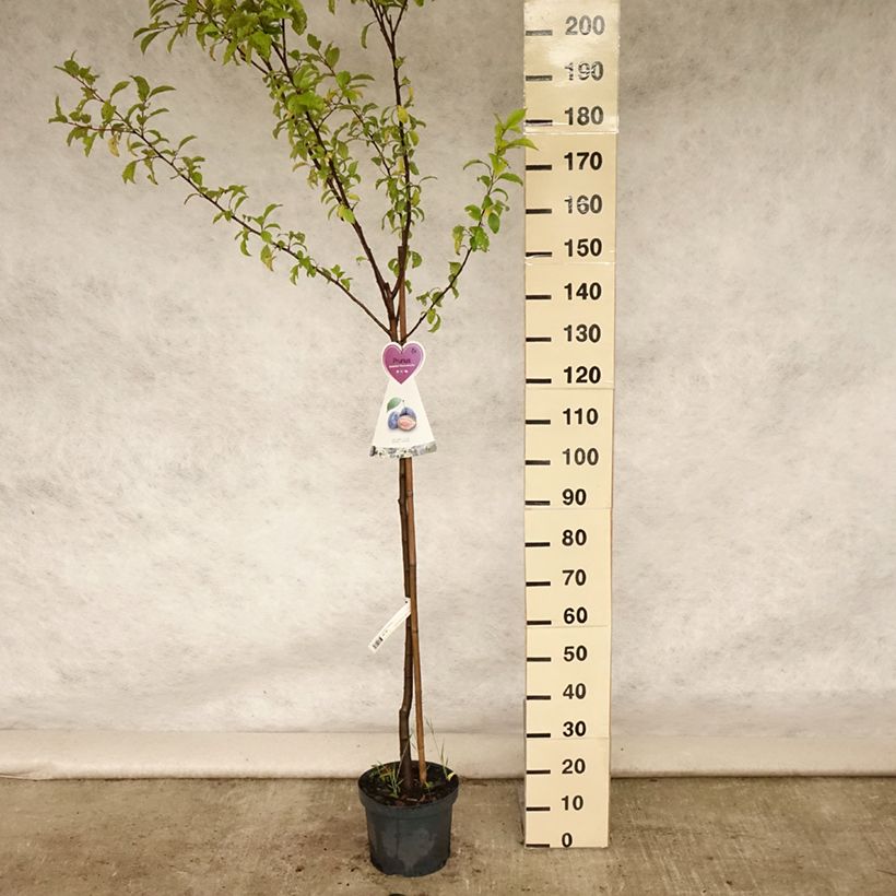 Amostra de Ameixeira Hauszwetsche - Prunus domestica Vaso de 7,5 L/10 L, Meia haste tal como entregue no verão