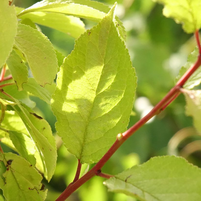 Ameixeira Hauszwetsche - Prunus domestica (Folhagem)