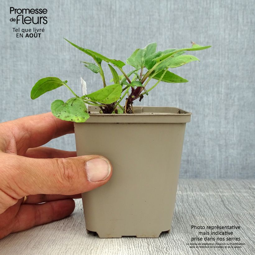 Amostra de Prunella grandiflora Altenberg Rosa Vaso de 8/9 cm tal como entregue no verão