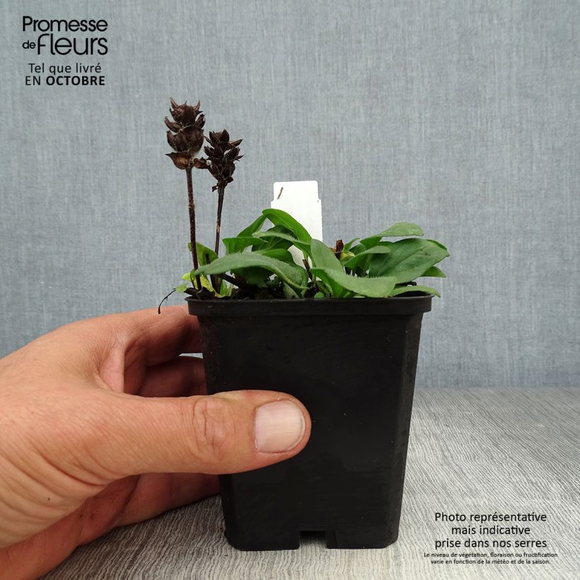 Amostra de Prunella grandiflora Pink Loveliness Vaso de 8/9 cm tal como entregue no outono
