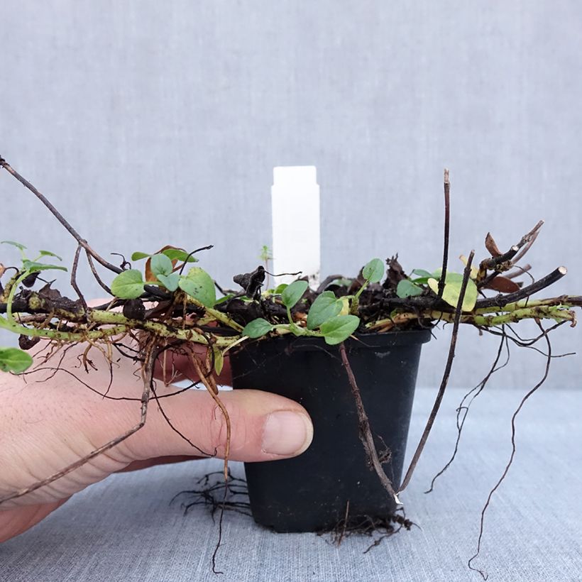 Amostra de Prunella grandiflora White Loveliness - Brunelle à grandes fleurs blanches. Vaso de 8/9 cm tal como entregue no inverno