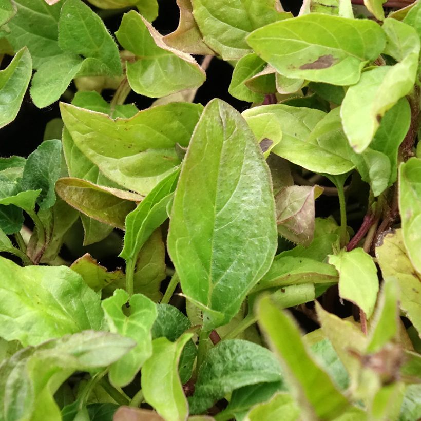 Prunella vulgaris (Folhagem)
