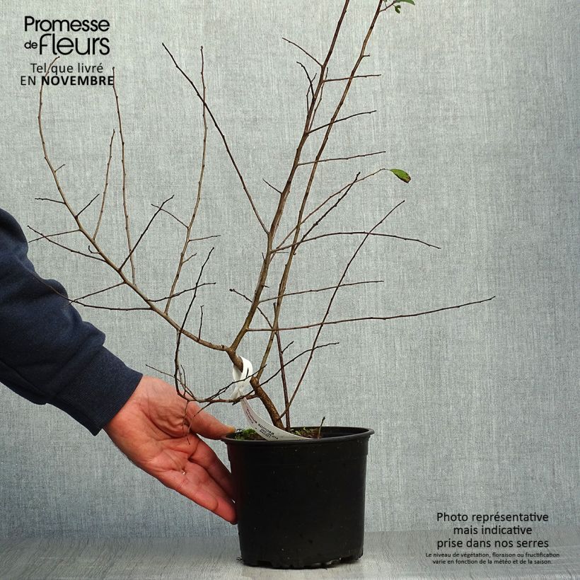 Amostra de Prunus spinosa Vaso de 2 L/3 L tal como entregue no outono