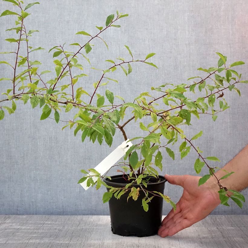Amostra de Prunus spinosa Vaso de 2 L/3 L tal como entregue no verão