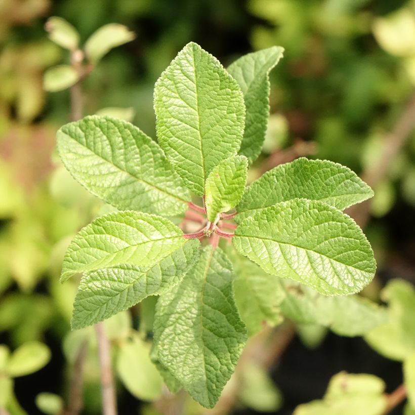 Prunus spinosa (Folhagem)