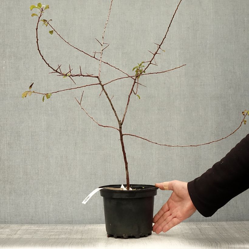 Amostra de Prunus spinosa Vaso de 3 L/4 L tal como entregue no outono