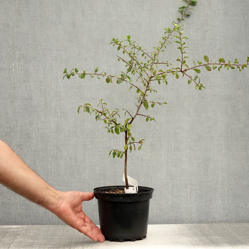 Amostra de Prunus spinosa Vaso de 3 L/4 L tal como entregue no verão