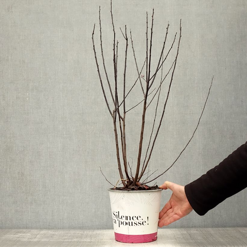 Amostra de Prunus cerasifera Nigra Vaso de 3 L/4 L, Arbusto tal como entregue no outono