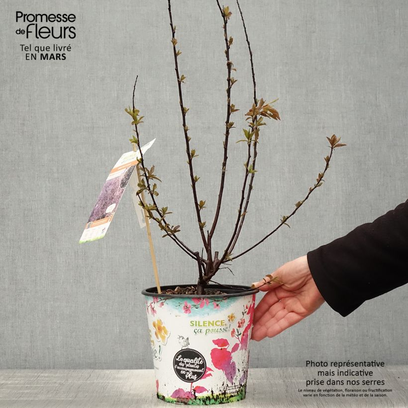 Amostra de Prunus cerasifera Nigra Vaso de 3 L/4 L, Arbusto tal como entregue na primavera