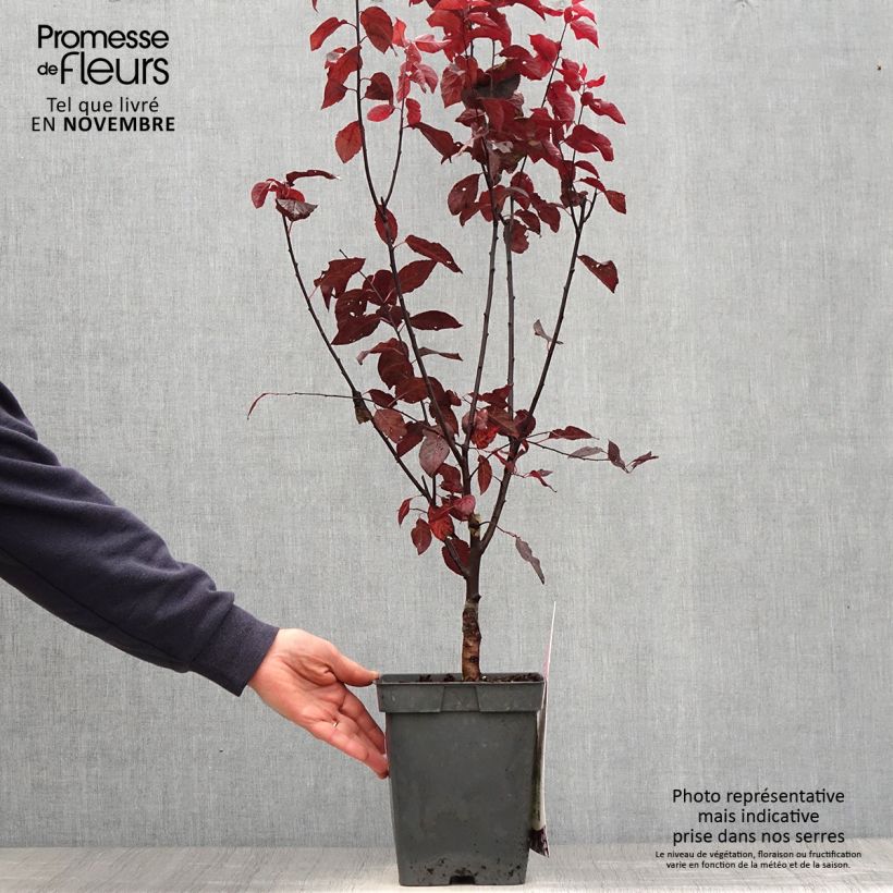 Amostra de Prunus cerasifera Nigra Vaso de 4 L/5 L, Haste tal como entregue no outono