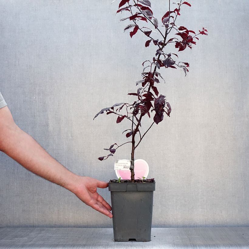 Amostra de Prunus cerasifera Nigra Vaso de 4 L/5 L, Haste tal como entregue no verão