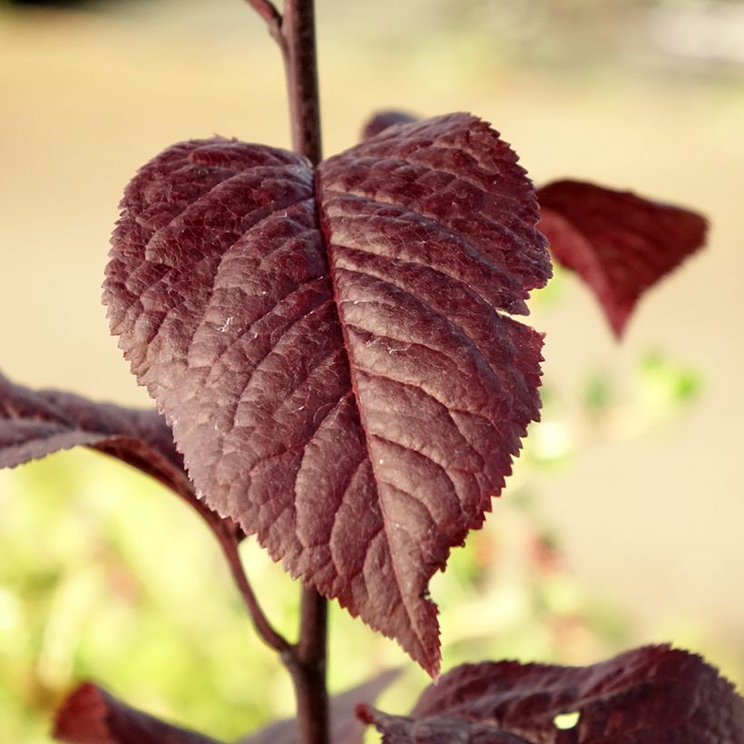 Prunus cerasifera Nigra (Folhagem)