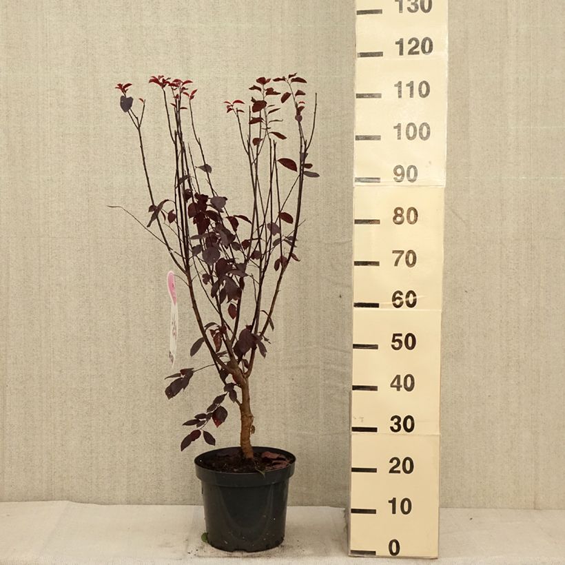 Amostra de Prunus cerasifera Nigra Vaso de 7,5 L/10 L tal como entregue no outono