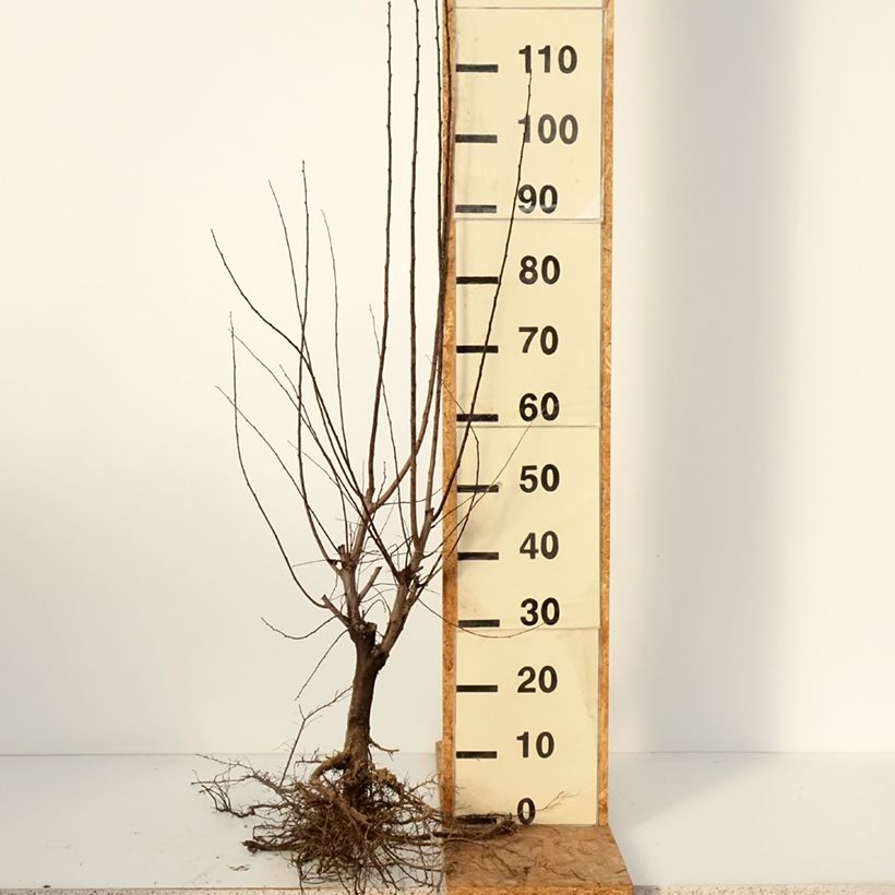 Amostra de Prunus cerasifera Nigra Raízes nuas tal como entregue no inverno