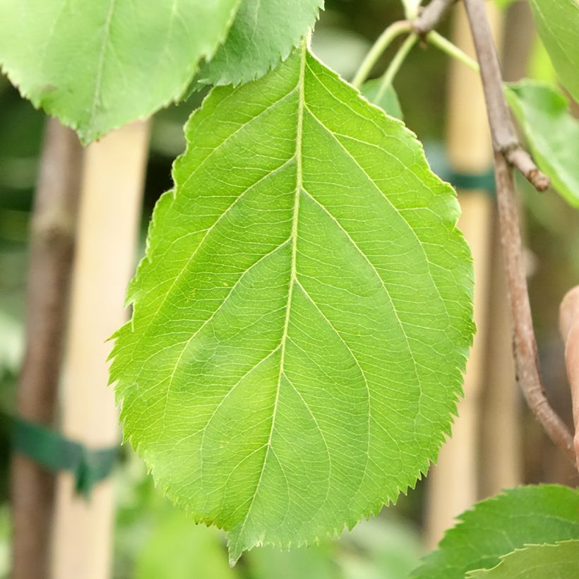 Ameixeira Altesse Double - Prunus domestica (Folhagem)