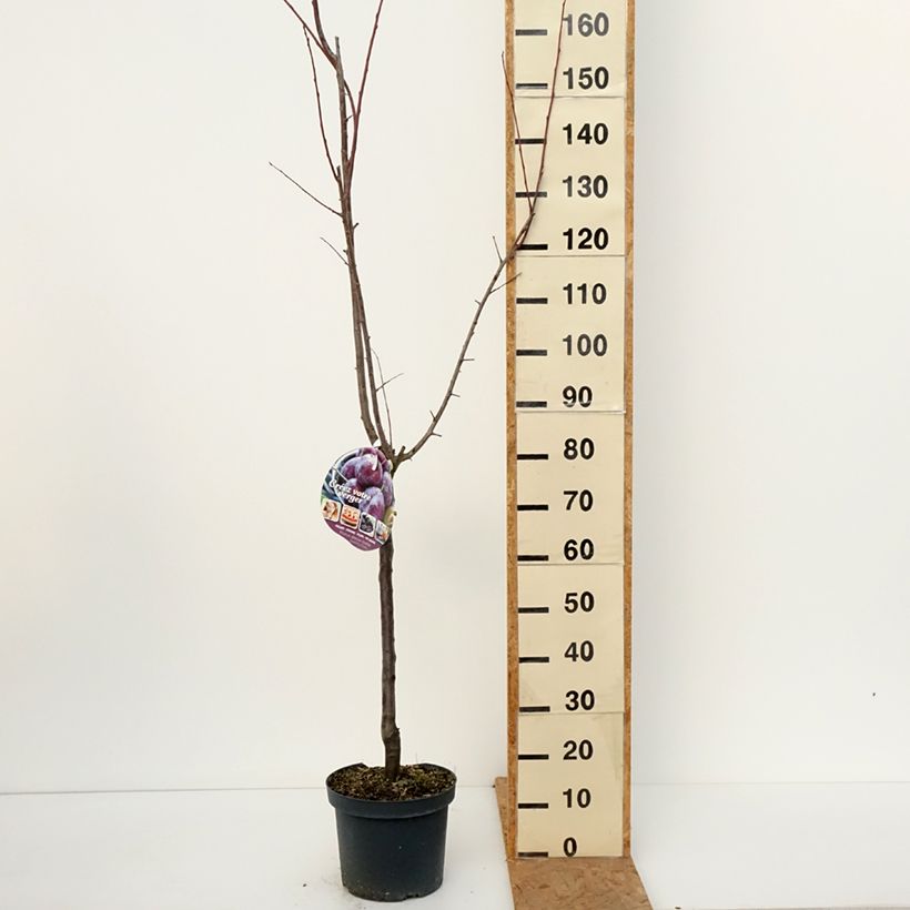 Amostra de Ameixeira Altesse Double - Prunus domestica Vaso de 7,5 L/10 L, Copo tal como entregue no outono