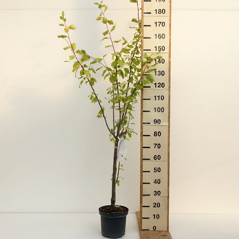 Amostra de Ameixeira Altesse Double - Prunus domestica Vaso de 7,5 L/10 L, Copo tal como entregue no verão