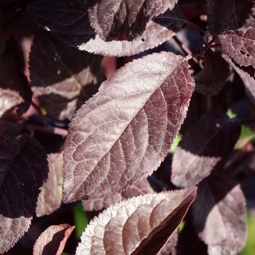 Prunus cerasifera Hollywood (Folhagem)