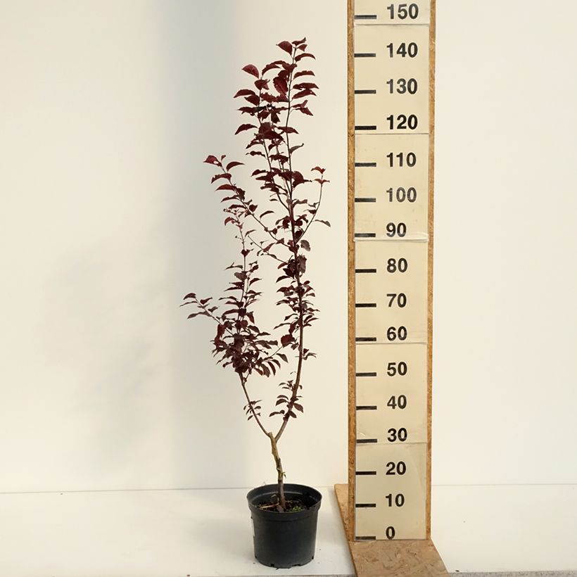 Amostra de Prunus cerasifera Hollywood Vaso de 4 L/5 L tal como entregue no verão