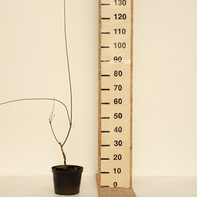 Amostra de Prunier cerise - Prunus cerasifera Hollywood Vaso de 4 L/5 L tal como entregue no inverno