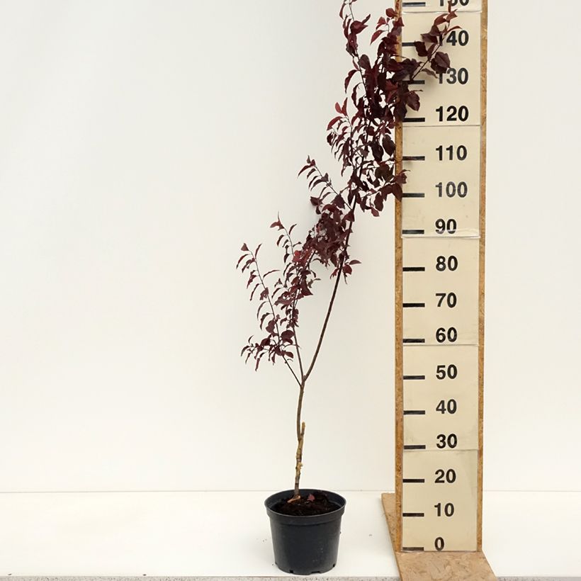 Amostra de Prunus cerasifera Hollywood Vaso de 4 L/5 L tal como entregue na primavera