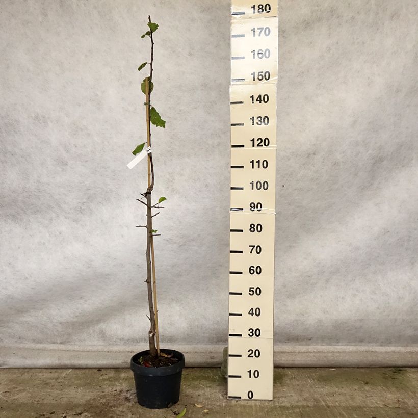 Amostra de Ameixeira colunar Quetsche Toronto - Prunus domestica Vaso de 6 L/7 L, Colunar tal como entregue no outono