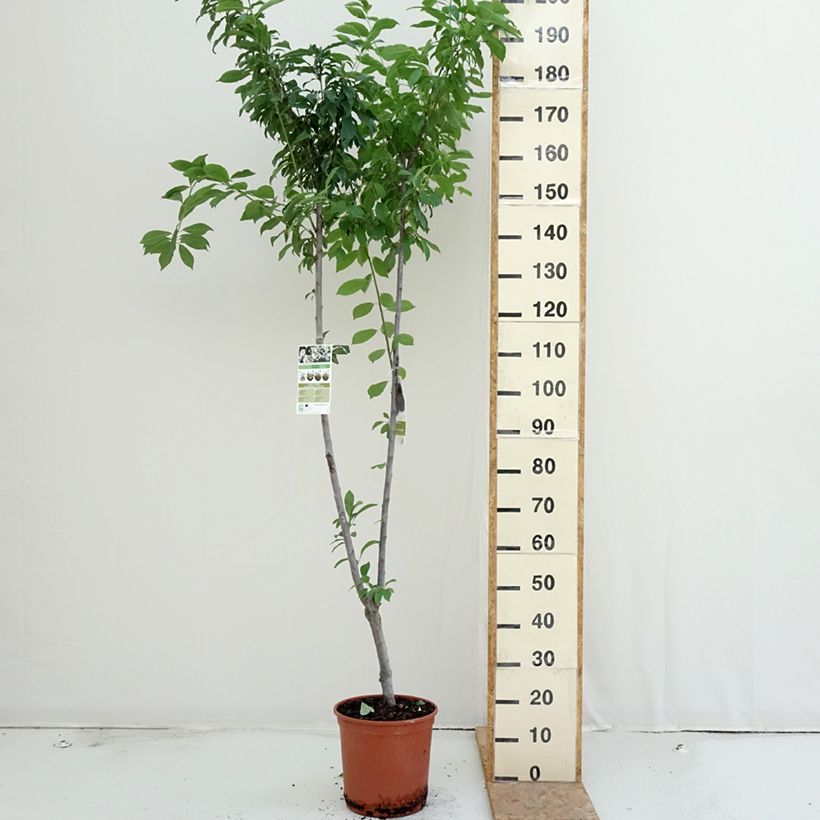 Amostra de Ameixeira Duo Black Amber e Golden Japan - Prunus Vaso de 7,5 L/10 L tal como entregue no verão