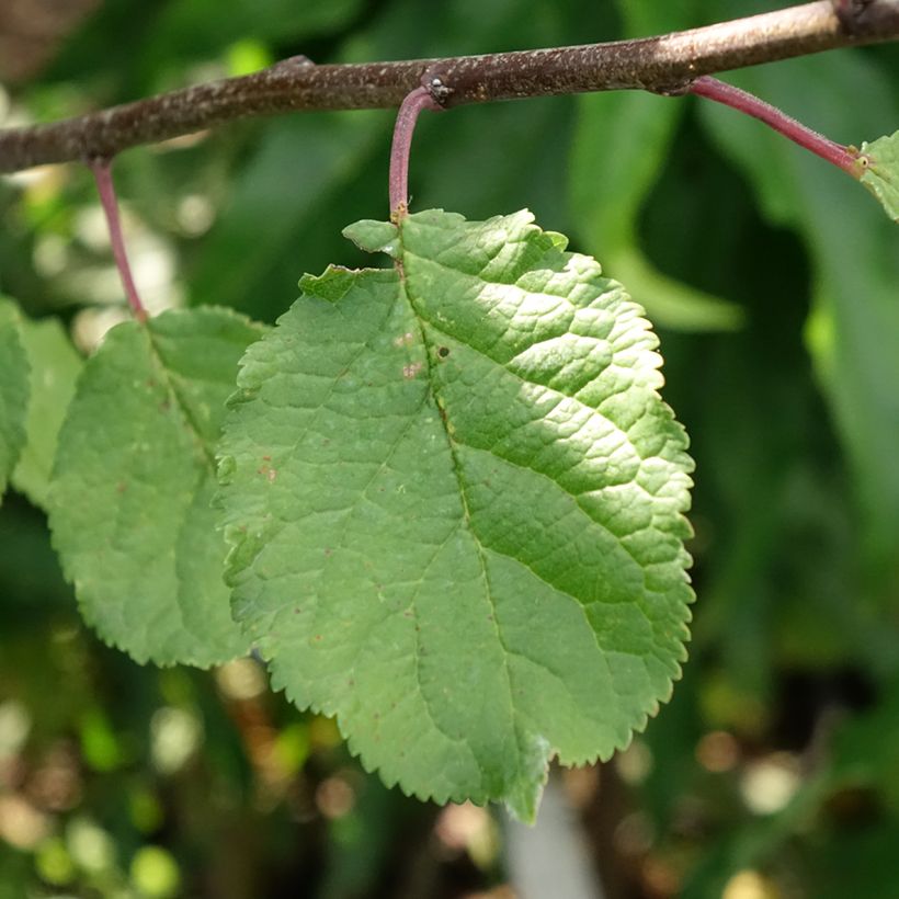 Ameixeira Duo Opal e Victoria - Prunus domestica (Folhagem)