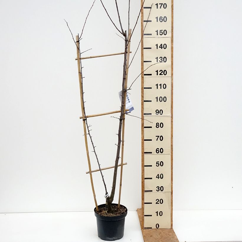 Amostra de Ameixeira Duo Opal e Victoria - Prunus domestica Vaso de 7,5 L/10 L, Palmeta simples em U tal como entregue no outono