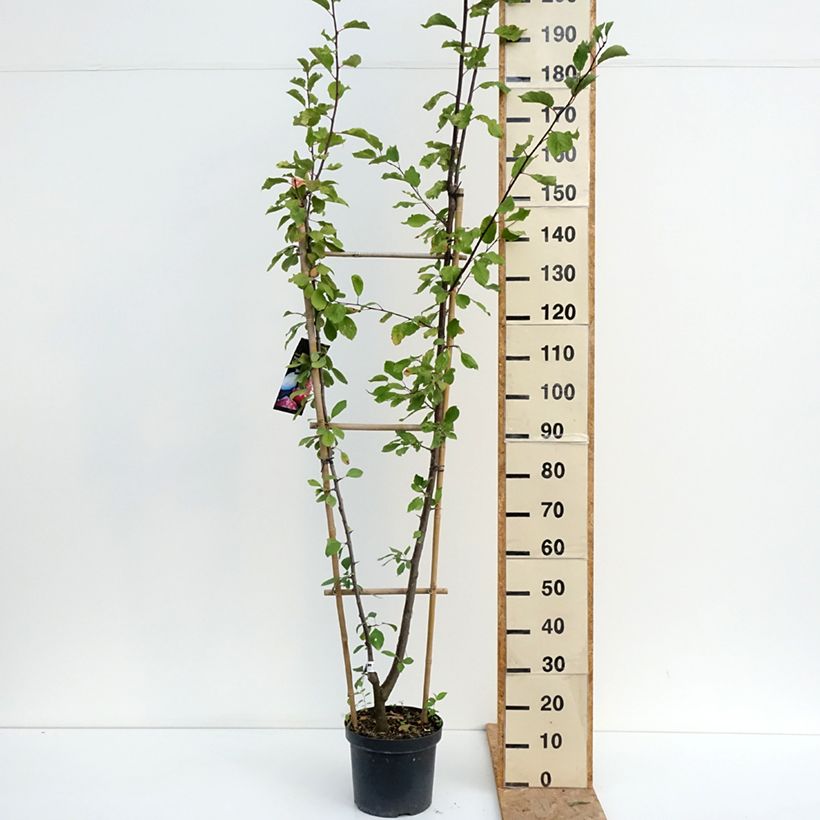 Amostra de Ameixeira Duo Opal e Victoria - Prunus domestica Vaso de 7,5 L/10 L, Palmeta simples em U tal como entregue no verão