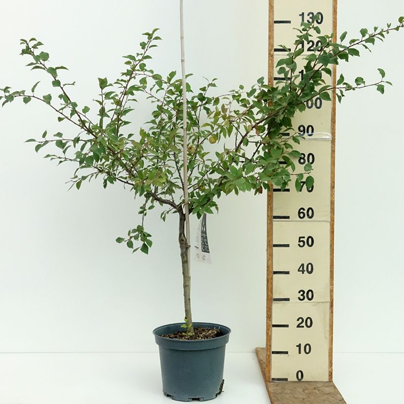 Amostra de Prunier Mirabelle de Metz Pot de 7,5L/10L, Gobelet tal como entregue no verão