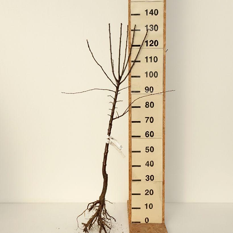 Amostra de Prunier Mirabelle de Metz Raízes nuas, Copo tal como entregue no inverno