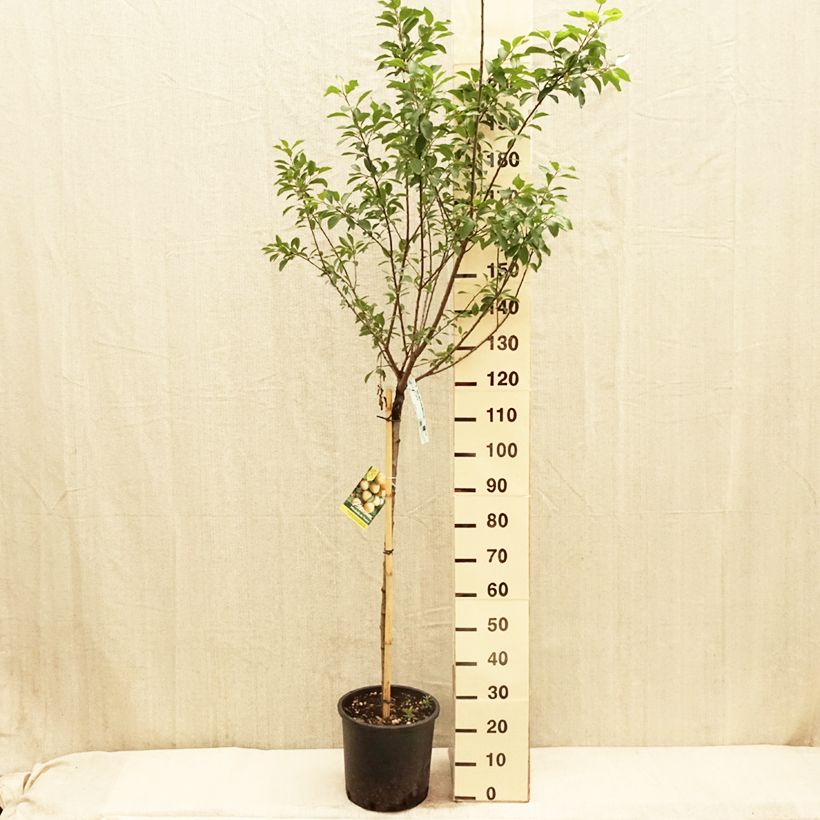 Amostra de Ameixoeira Mirabelle de Nancy - Prunus institiae Vaso de 7,5 L/10 L, Meia haste tal como entregue na primavera