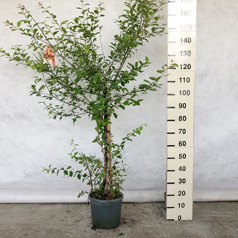 Amostra de Ameixoeira Mirabelle de Nancy - Prunus institiae Vaso de 7,5 L/10 L, Copo tal como entregue no verão
